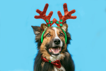 Funny head portrait of a sable border collie wearing a christmas antlers costume in front of blue...