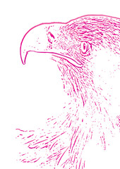 illustration of a bird .Eagle illustration Image .Eagle Vectors & Illustrations .Eagle Vector Art