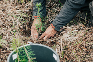 Man planting young tree seedling of conifer in the forest, save the planet, oxygen for the planet, nature concept