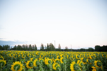 Obraz premium Campo de girasoles