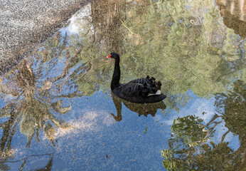 black swan on the lake