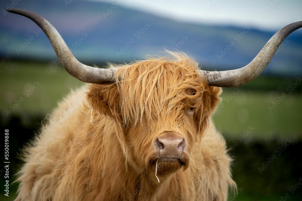 Poster portrait shot of a fluffy highland cattle breed on the farm looking at the camera