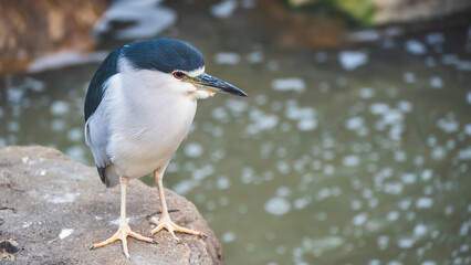 動物園の動物