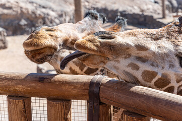 giraffe