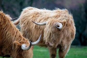 Portrait of Highland cattle breeds standing on grass farm