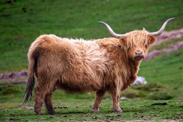 Portrait shot of a Highland cattle breed with blur farm behind