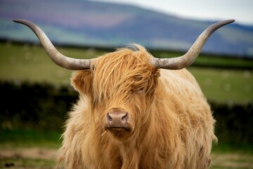Portrait shot of a Highland cattle breed  in the farm looking at the camera
