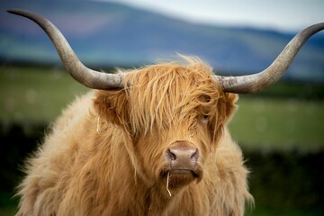 Portrait shot of a fluffy Highland cattle breed on the farm looking at the camera
