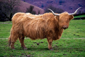 Portrait shot of a fluffy Highland cattle breed standing on the farm looking at the camera
