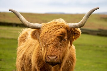 Portrait shot of a fluffy Highland cattle breed on the farm looking at the camera