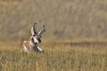 Pronghorn antelope resting in dry grass in Montana at Bison Range wildlife reserve on Flathead...