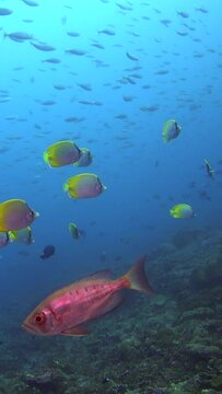 Vertical video of Crescent-tail bigeye (Priacanthus hamrur) with school of fusilier passing behind and butterflyfishes swimming around