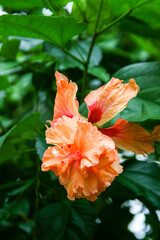 Orange hibiscus flowers blooming in the Thai garden 