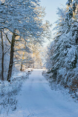 Snowy forest path on a sunny winter day in Taunus/Germany