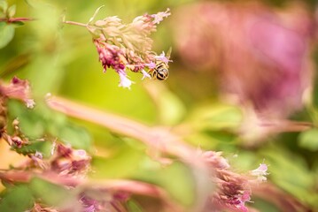 Closeup of a bee on a flower in a selective focus