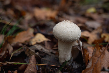 puffball pearl (Vesse de loup perlée-Lycoperdon perlatum)