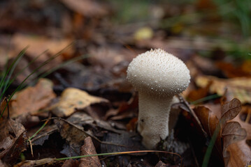 puffball pearl (Vesse de loup perlée-Lycoperdon perlatum)