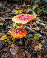 Amanita muscaria (Amanite tue-mouches or fausse oronge) Dangerous mushrooms