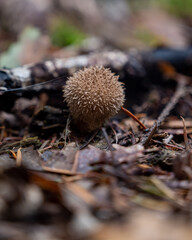 puffball fungus mushroom (Vesse-de-loup hérisson)