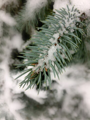 Spruce branch with snow. Blue spruce Christmas tree . Christmas background. Branches covered with snow. Frozen tree branch in the winter forest. first snow