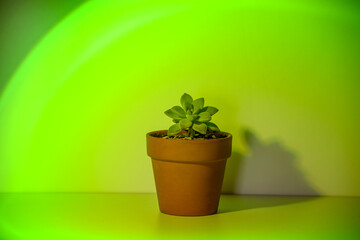 plant in pot under a green light insolated in colour