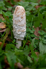 coprin mushroom in the grass