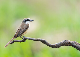 Brown Shrike on dry branches
