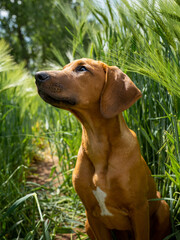 dog in the grass