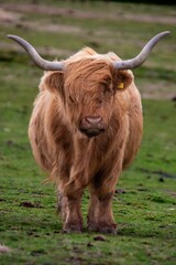 Close-up vertical view of a brown hairy Highland cattle with horns and a tagged ear in the farmland