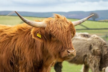 Portrait of a brown hairy Highland cattle with horns and tagged ears in the farmland