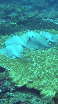 Vertical video of Bunch of blue-spotted stingrays (Dasyatis kuhlii) resting on soft coral