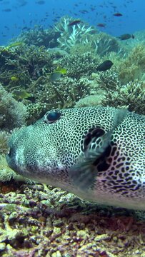 Vertical video of Starry pufferfish (Arothron stellatus) laying down on coral then swimming away