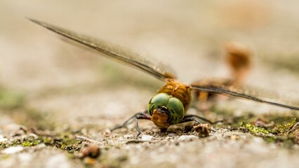 Macro shot of a dragonfly on the ground