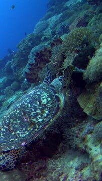 Vertical video of Hawksbill turtle (Eretmochelys imbricata) looking for food with diver next to it