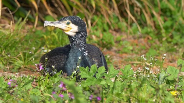 Closeup of a Japanese cormorant, Phalacrocorax capillatus.