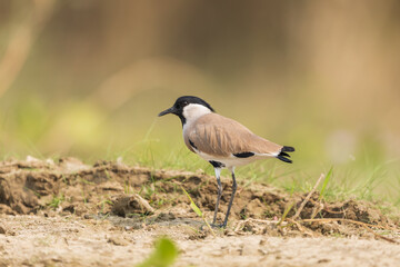 River lapwing (Vanellus duvaucelii) at Purbasthali, Nadia, West Bengal, India.