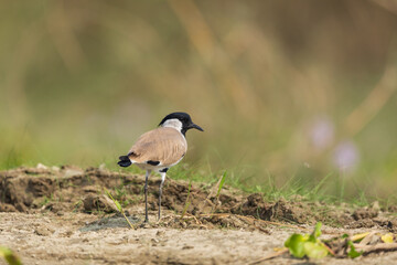 River lapwing (Vanellus duvaucelii) at Purbasthali, Nadia, West Bengal, India.