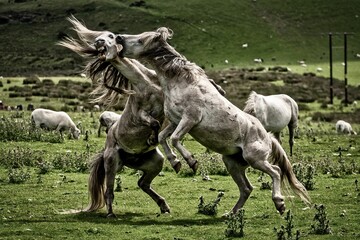 View of two white mustangs fighting on the green farmland