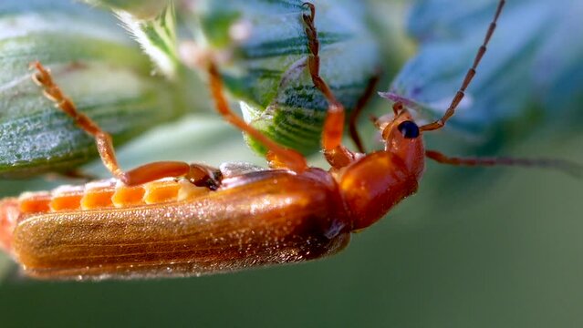 Closeup of Cantharis cryptica, a soldier beetle on a plant.