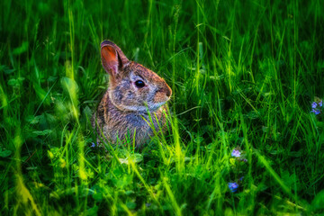 Baby Rabbit in the green grass and clover in the early morning sun makes for a dreamlike photo. ...