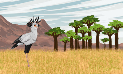 A secretarial bird stands in a dry African savanna near a grove of baobabs. Wild birds of Africa. Realistic vector landscape