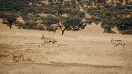 Zwei junge Oryx Antilopen (Oryx gazella) rennen durch das hohe Gras der Savanne der Khomas...