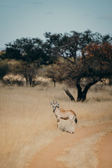 Eine junge Oryx Antilope (Oryx gazella) steht am Rande einer Sandpiste in der Savanne (Khomas Hochebene, Windhoek, Namibia)
