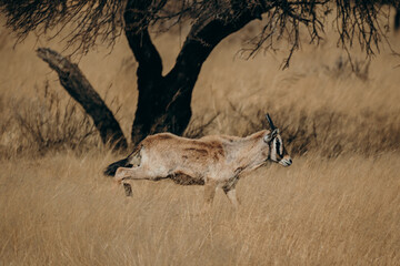 Eine junge Oryx Antilope (Oryx gazella) rennt durch das hohe Gras der Savanne der Khomas Hochebene...