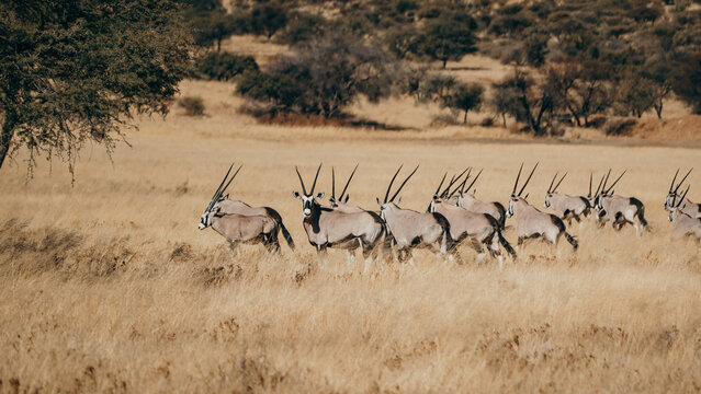 Eine Herde Oryx Antilopen (Oryx gazella) in der Savanne der Khomas Hochebene (Windhoek, Namibia)