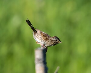 Shallow focus side view of adorable Lincoln's sparrow perched on the top of wooden pole