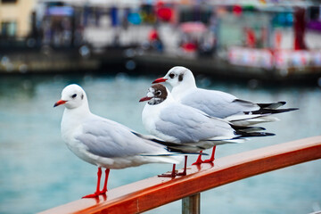 Seagulls on the railing