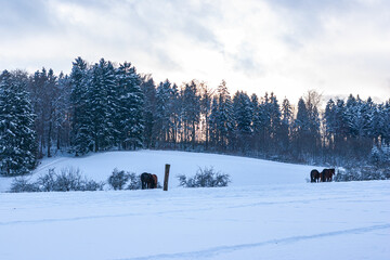 Brown horses in a deep snowy paddock in the countryside in winter.