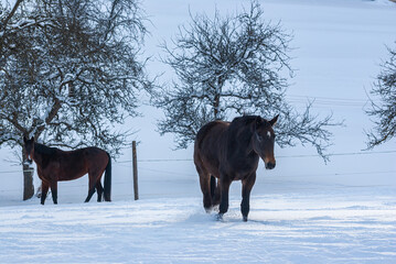 Brown horses in a deep snowy paddock in the countryside in winter.