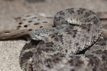 A rattlesnake with its body rolled up and ready to pounce